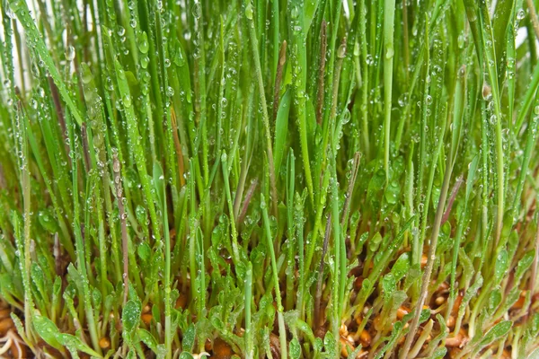 Hierba que crece desde las raíces — Foto de Stock