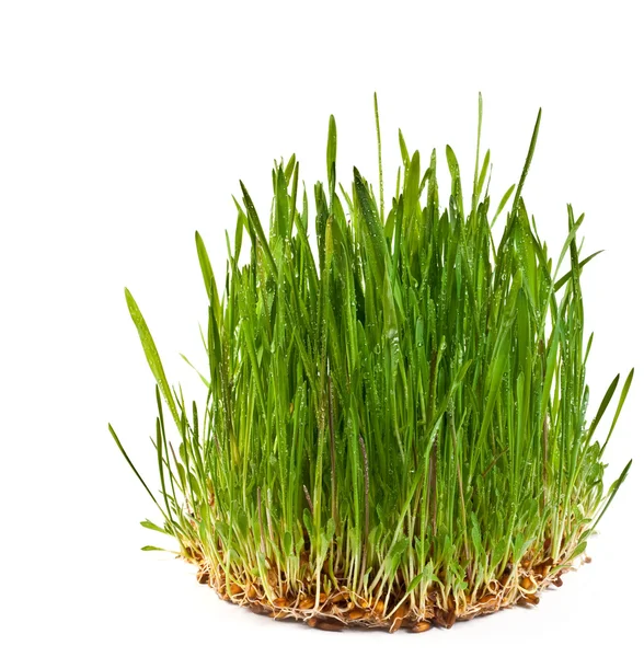 Okrągłe trawa — Zdjęcie stockowe