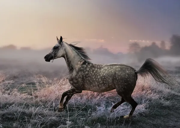 Běžící koně na mlhavé ráno — Stock fotografie