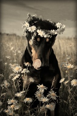 Doberman in daysies clipart