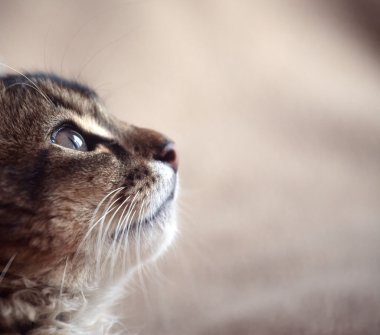 Kahrolası somali kedi yavrusu