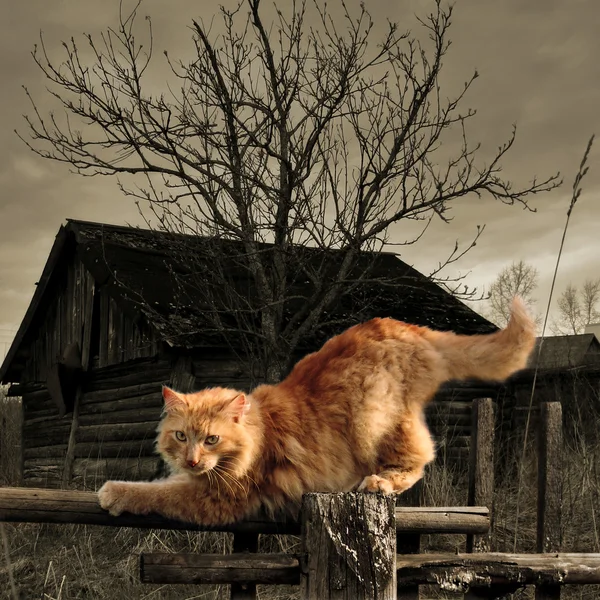 Rote Katze — Stockfoto