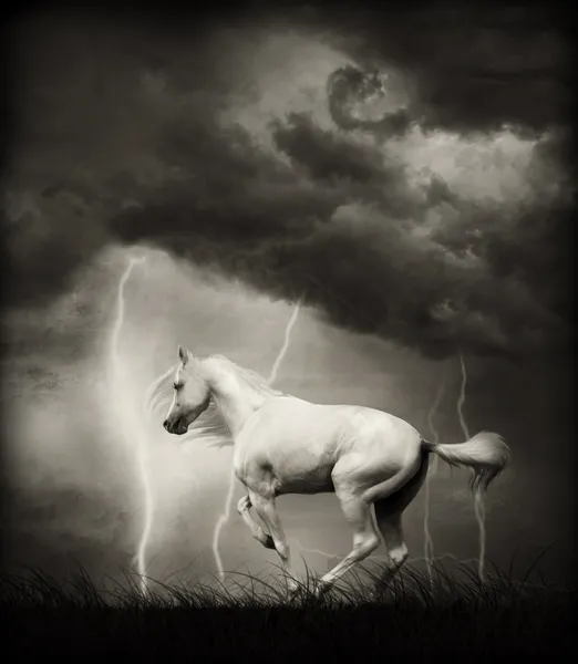 Белая лошадь Стоковое Изображение