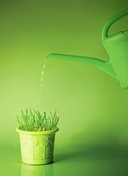 stock image Green grass in flowerpot and watering can