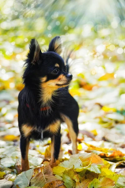 Chihuahua hunden i höst park — Stockfoto