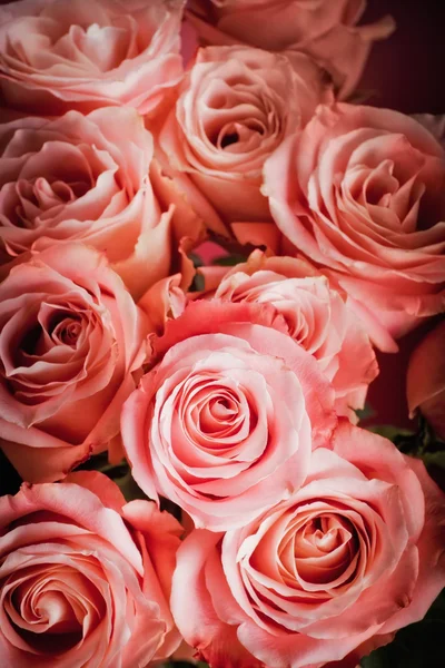 Hintergrund von rosa Rosen — Stockfoto