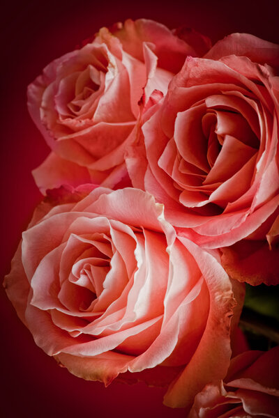 Pink roses on red background