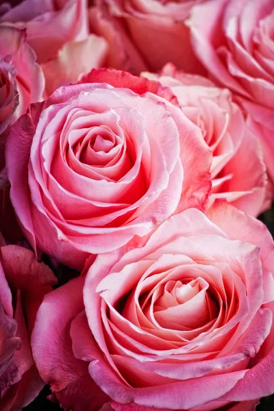 粉红色玫瑰背景 — 图库照片