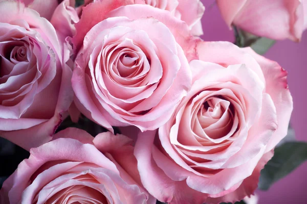 Close-up van roze rozen — Stockfoto