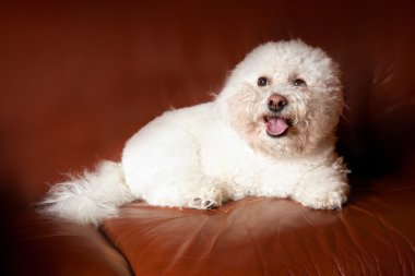 A Bichon Frise clipart