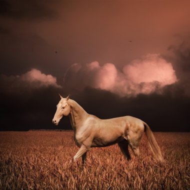 Palomino akhal-teke horse in evening wheat field clipart