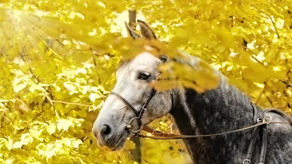 Orlov Trotter retrato de cavalo — Fotografia de Stock