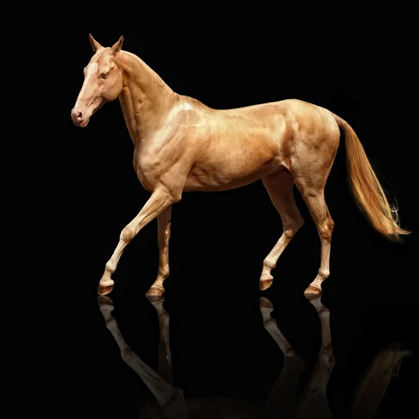 Palomino Akhal-teke horse — Stock Photo, Image