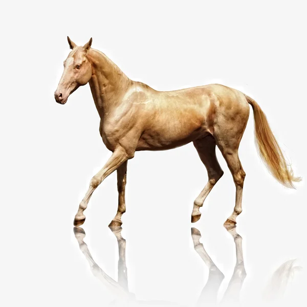Palomino Akhal-teke horse — Stock Photo, Image