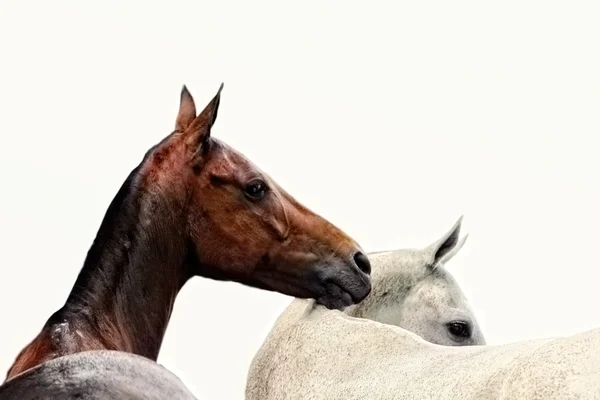 Bruin en grijs paarden geïsoleerd op wit — Stockfoto