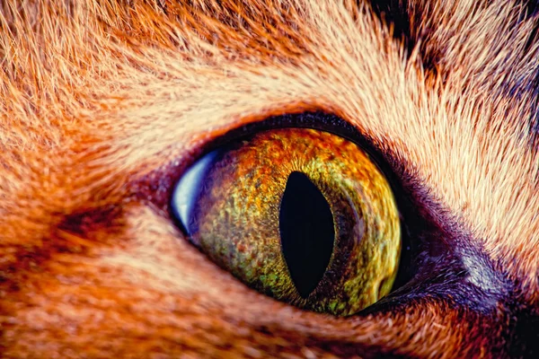 Macro Disparo Ojo Gato Mostrando Detalles Del Globo Ocular —  Fotos de Stock