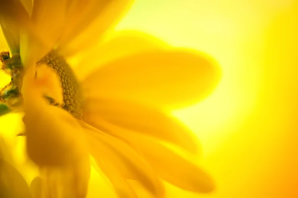 Жовта маргаритка — стокове фото