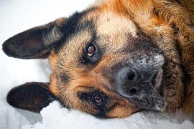 Alman çoban köpeği karda portresi. Sekiz yaşında büyük boy