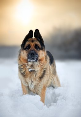 Alman çoban köpeği karda portresi. Sekiz yaşında büyük boy