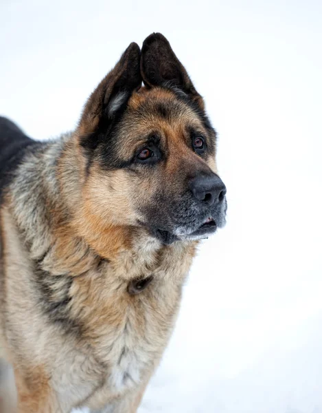 Portrait of german shepherd — Stock Photo, Image