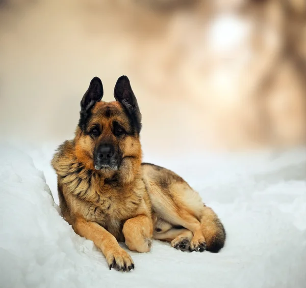 Portret van Duitse herder in sneeuw — Stockfoto