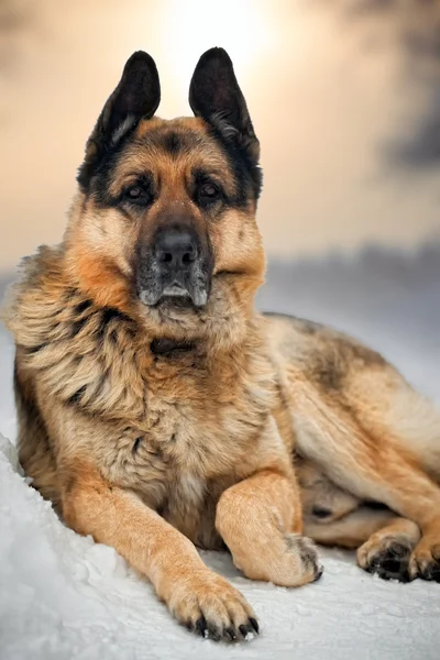 Portrait of german shepherd in snow — Stock Photo, Image