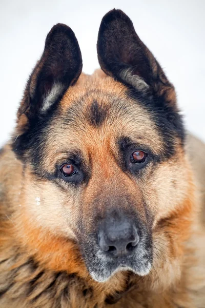 Portrait of german shepherd — Stock Photo, Image