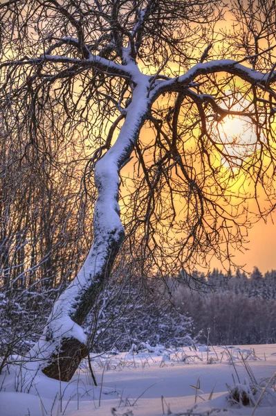 Winterlandschaft Sonnigen Abend Moskauer Gebiet — Stockfoto