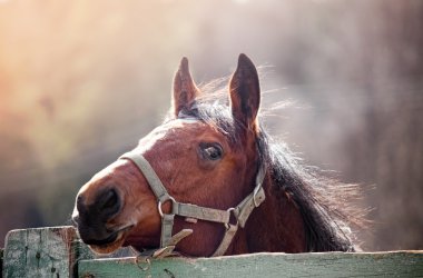 Portrait of beautiful red stallion clipart