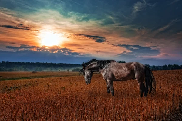 放牧在麦田中的黑色种马 — 图库照片