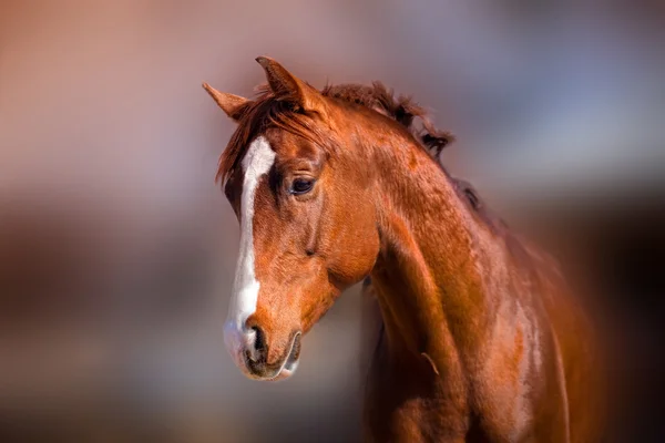 春の日差しの中で美しい赤い種馬の肖像画 — ストック写真