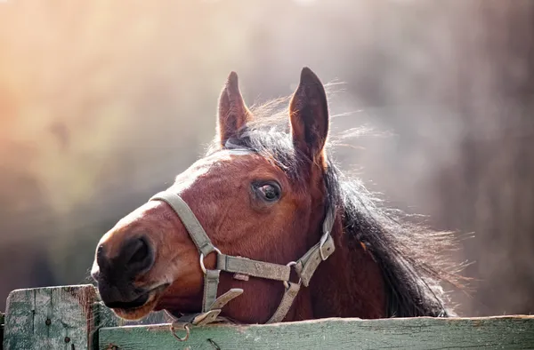 Portrait of beautiful red stallion — Stock Photo, Image