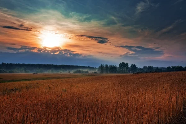 Ländliche Landschaft Mit Weizenfeld Bei Sonnenuntergang — Stockfoto