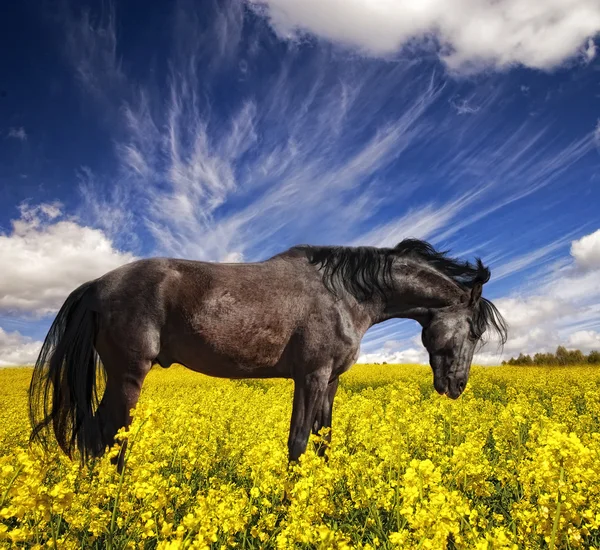 Black stallion in a rapeseed field — Stock Photo, Image