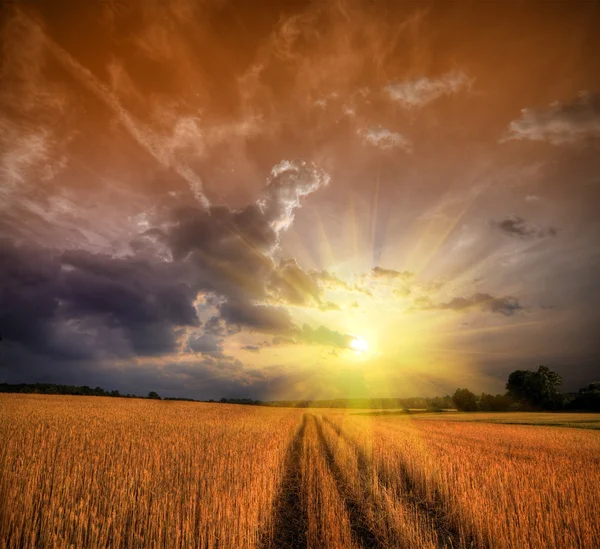 Αγροτικό τοπίο με χωράφι με σιτάρι στο ηλιοβασίλεμα — Φωτογραφία Αρχείου