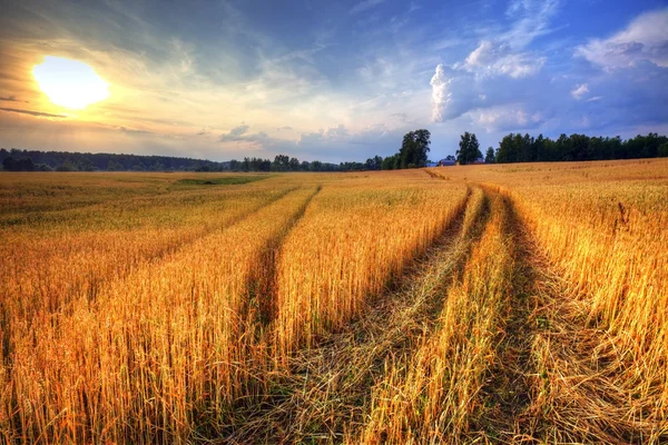 Venkovská krajina s pšeničným polem při západu slunce — Stock fotografie
