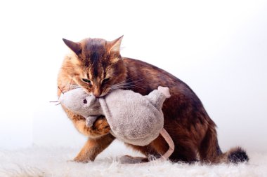 Rudy somali cat laying on white fur carpet clipart