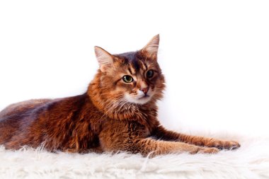 Rudy somali cat laying on white fur carpet clipart