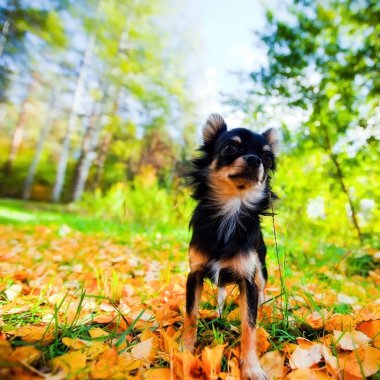 Long-haired Chihuahua dog in a park