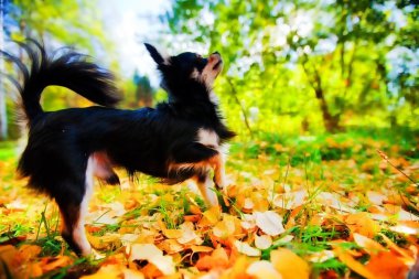 Long-haired Chihuahua dog in a park