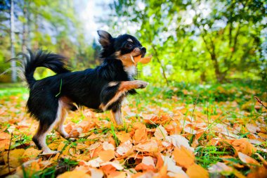 uzun saçlı chihuahua köpek sonbahar Park