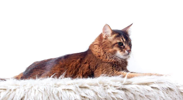 白色的皮毛地毯上铺设的鲁迪索马里猫 — 图库照片