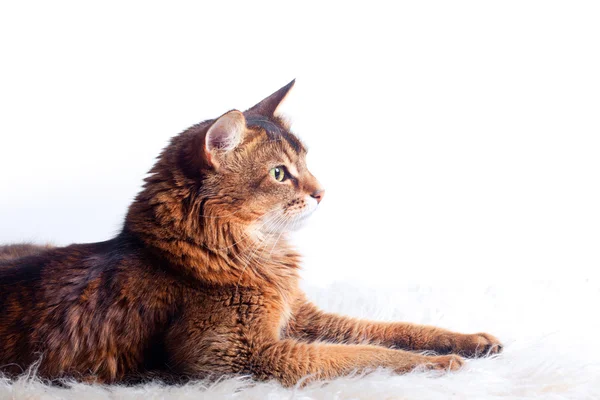 소말리어 고양이 카펫에 — 스톡 사진