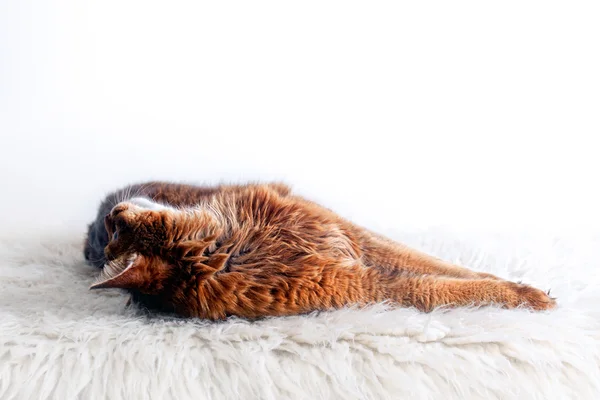白色的皮毛地毯上铺设的鲁迪索马里猫 — 图库照片