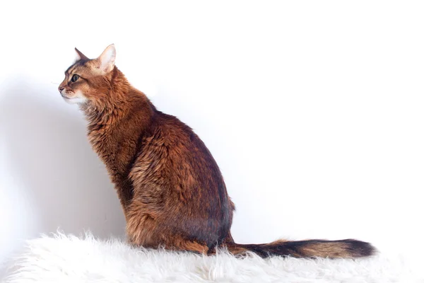 Robuste Somalische Katze Liegt Auf Weißem Fellteppich — Stockfoto