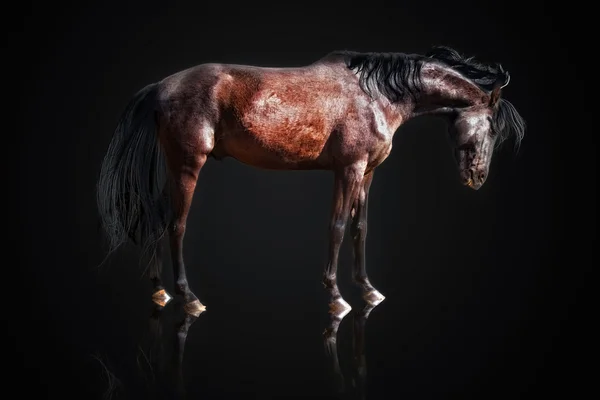 Chestnut stallion — Stock Photo, Image