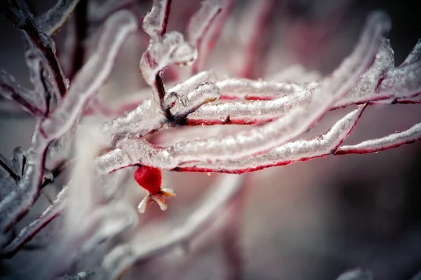 Close-up van een rose heup na bevroren regen. — Stockfoto