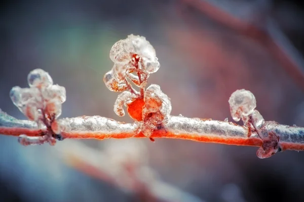 냉동된 나무의 — 스톡 사진