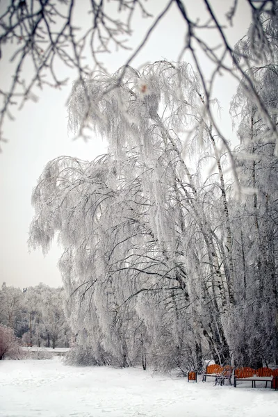 Το πάρκο του χειμώνα — Φωτογραφία Αρχείου