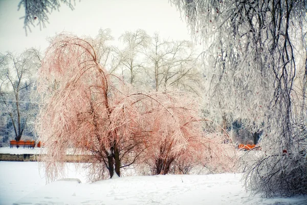 Πάρκο Του Χειμώνα Μετά Από Βροχή Πάγου — Φωτογραφία Αρχείου
